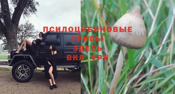спайс Богданович
